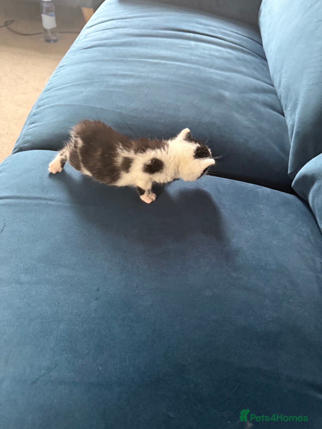 Mixed Breed cats for sale: 🐾 6 Kittens Looking for Forever Homes! 🐾 - Image 9