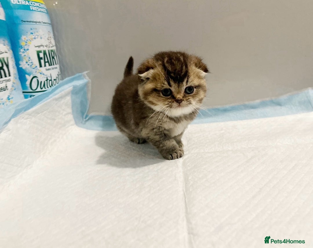 Scottish Fold cats for sale: 2 girl 1 boy beautiful quality Scottish Folds ❤️  - Advert 13