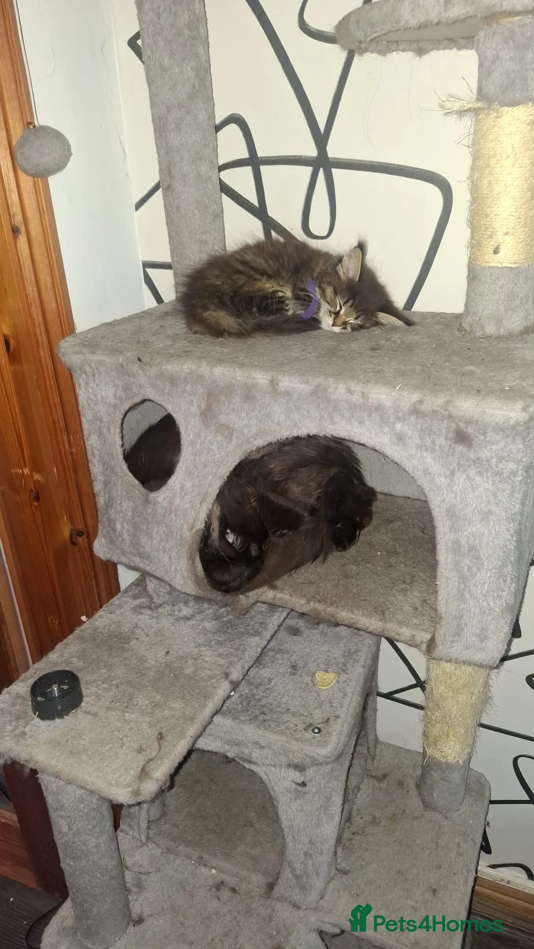 Maine Coon cats for sale: Two main coon kittens in Coventry - Advert 2