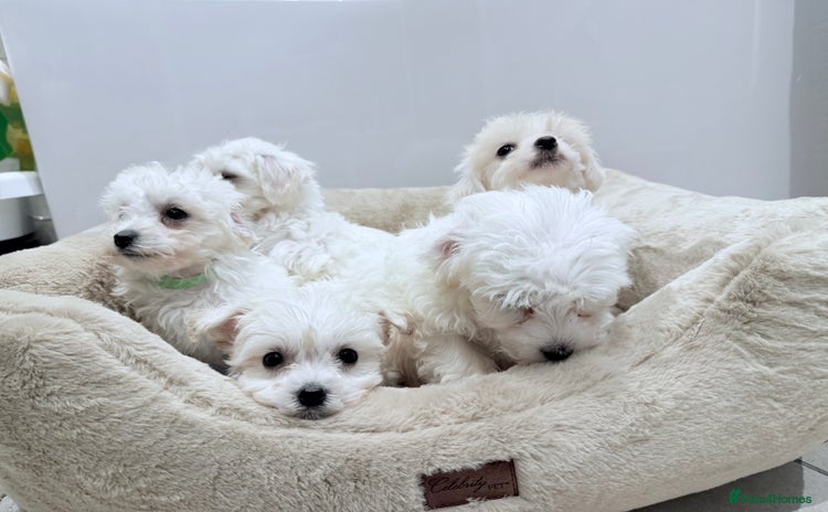 Maltese dogs - Advert 2