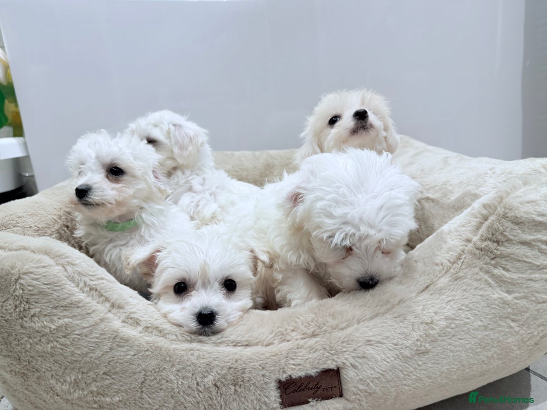 Maltese dogs for sale: Maltese puppies for sale 🐶 - Image 1