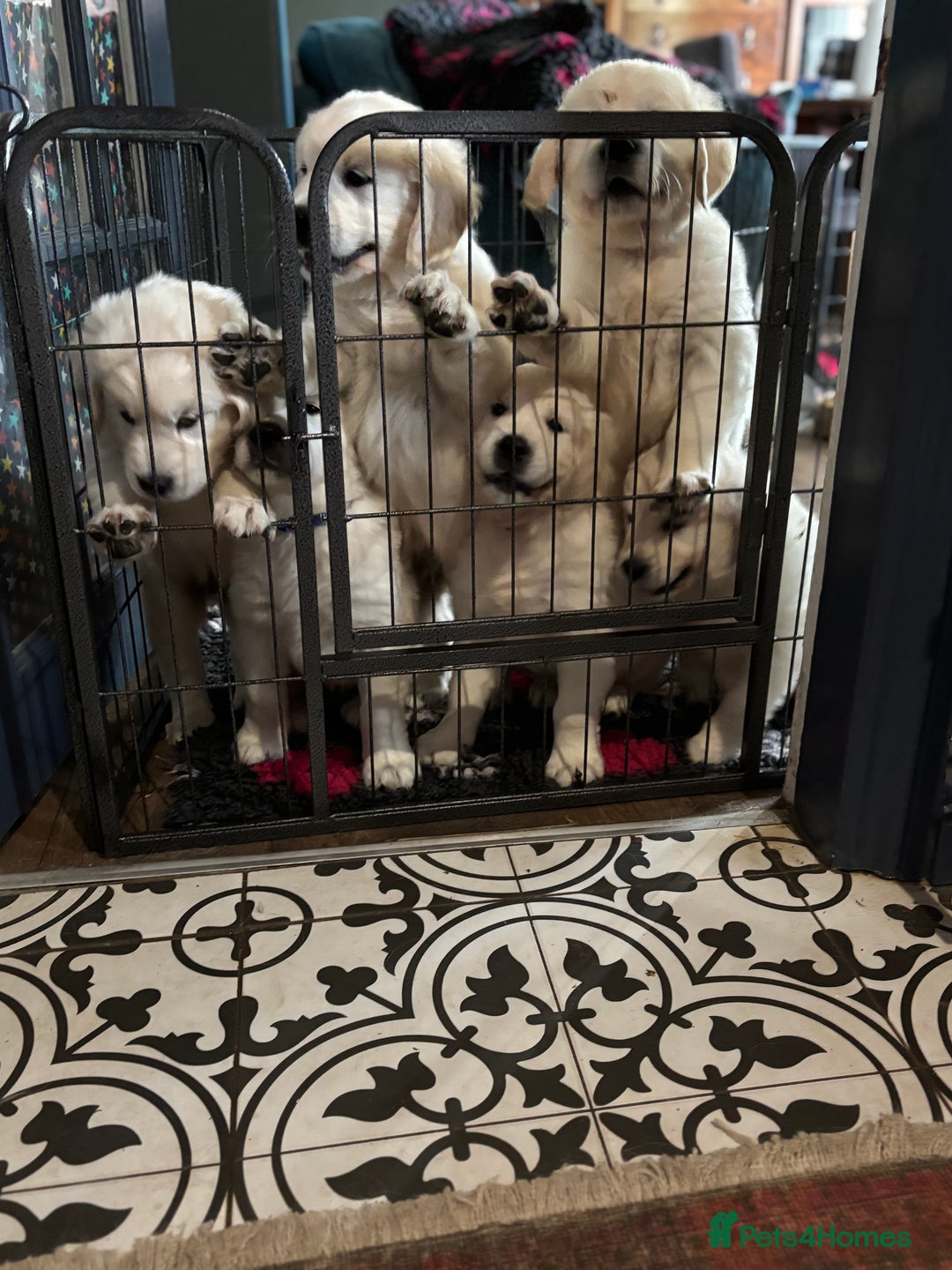 Golden Retriever dogs for sale: Stunning Pale Cream Fluffy Golden Retrievers - Image 14