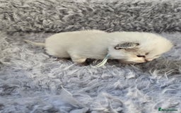 Ragdoll cats for sale: 8 beautiful ragdolls ready for Christmas 🎁 - Advert 29