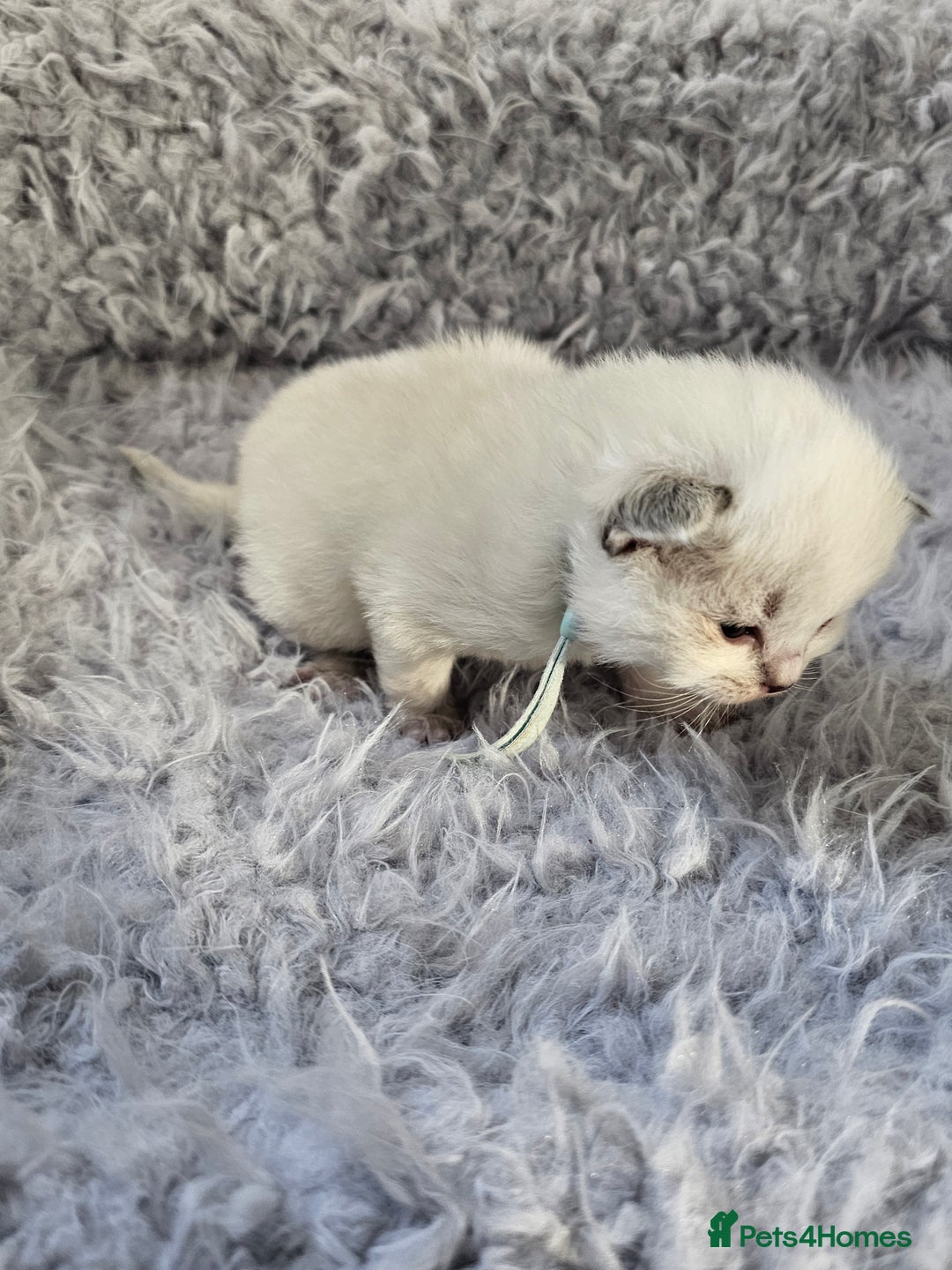 Ragdoll cats for sale: 8 beautiful ragdolls ready for Christmas 🎁 - Advert 29