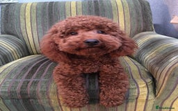 Cavapoochon dogs for sale: Cavapoochon puppies - Image 2