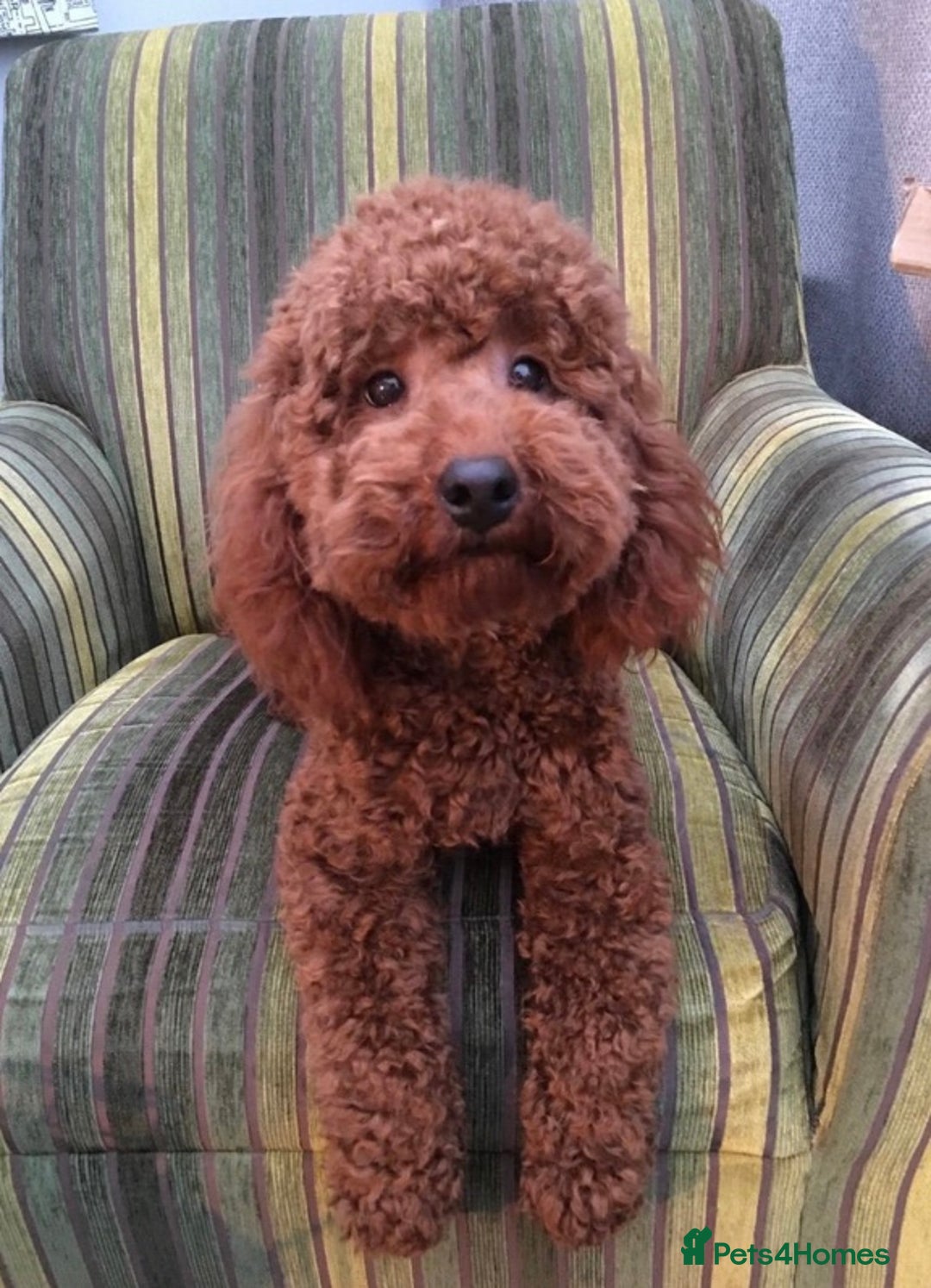 Cavapoochon dogs for sale: Cavapoochon puppies - Image 2