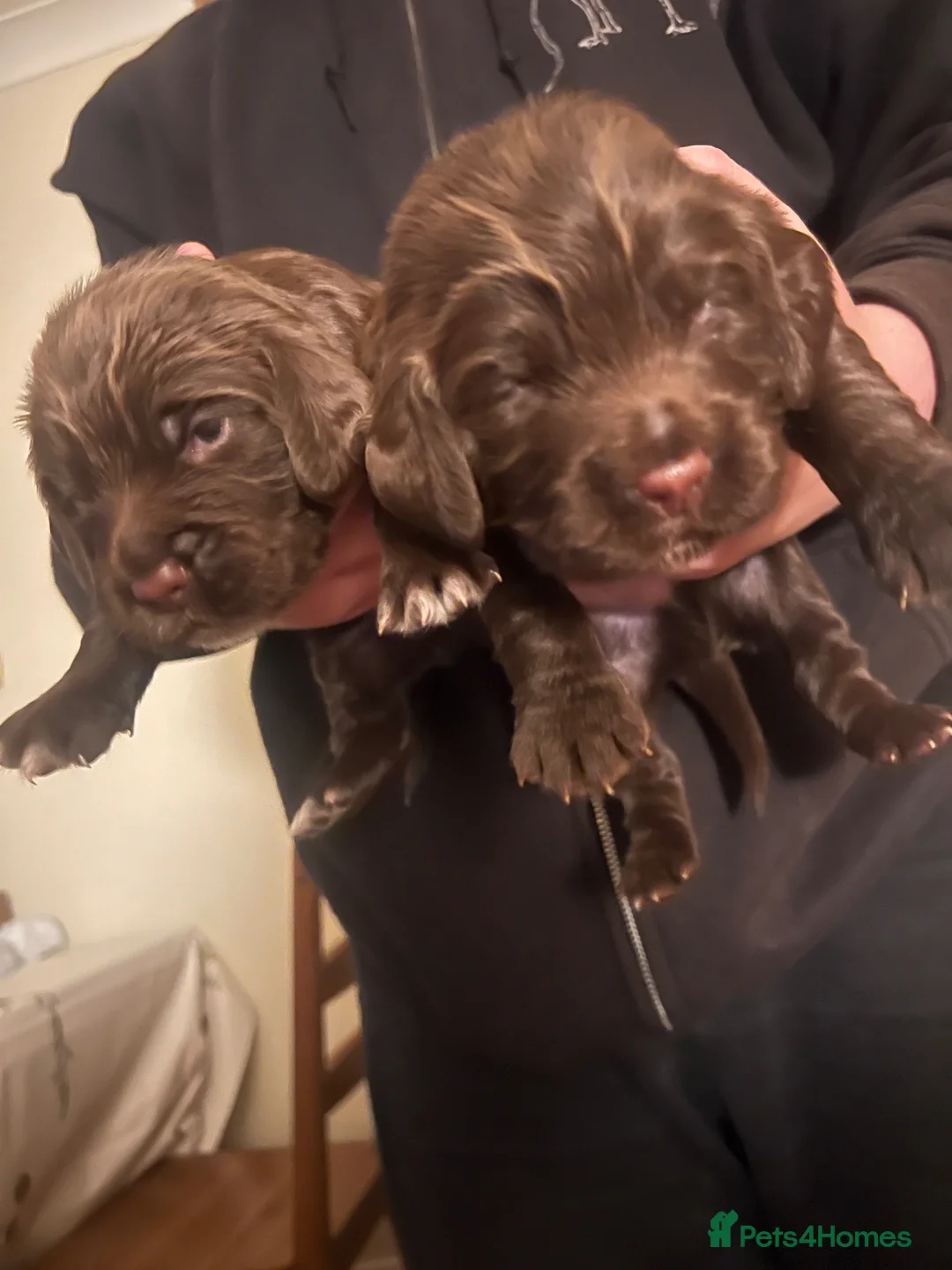 Cocker Spaniel dogs for sale: Chocolate working cocker spaniel puppies  - Advert 2