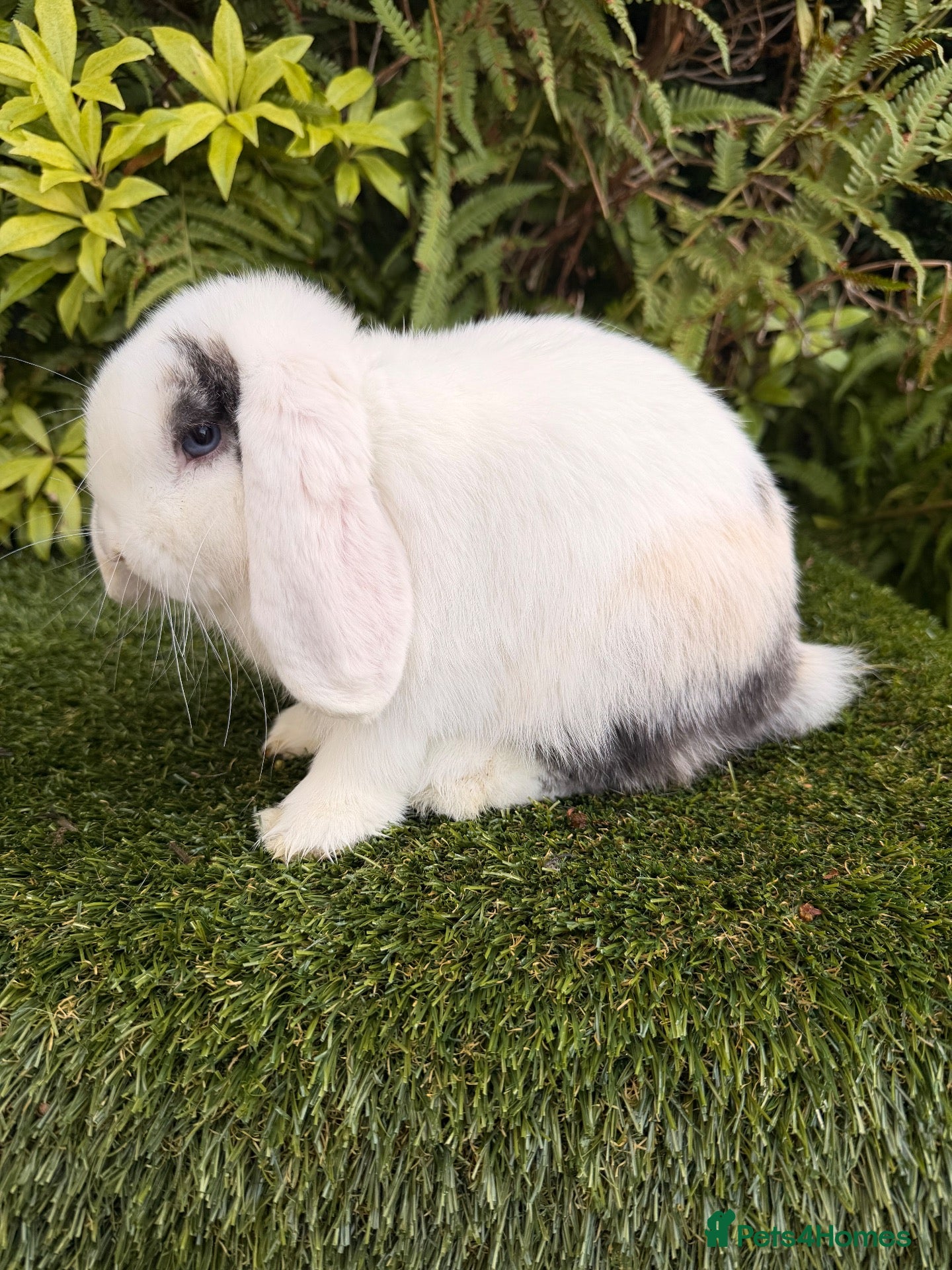 Mini Lop rabbits Mini lops available  - Advert 15