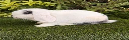 Mini Lop rabbits for sale: Mini lops available  - Advert 3