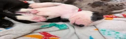 Mixed Breed dogs for sale: Borador bully puppies x3 girl viewings now  - Advert 3