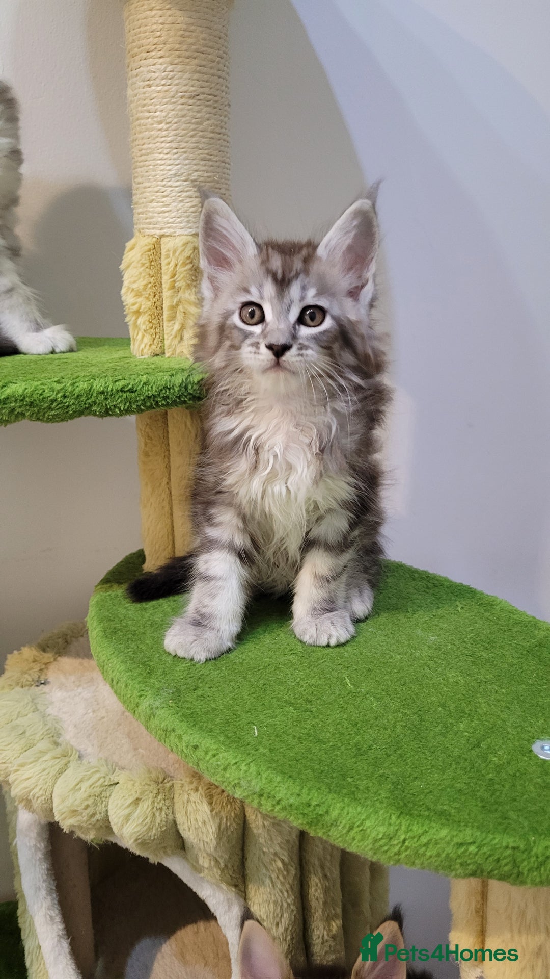 Maine Coon cats for sale: Tica registered Maine coon kittens  - Advert 5