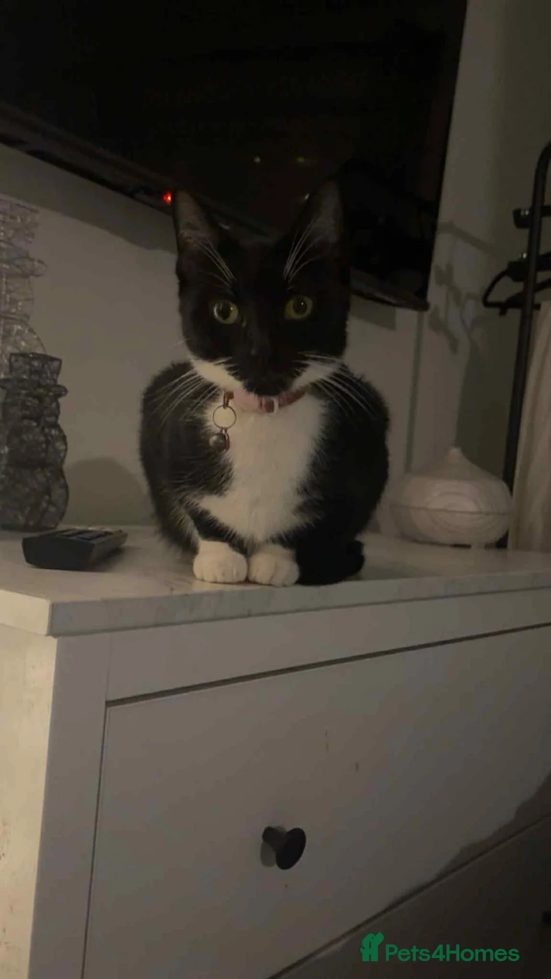 Mixed Breed cats for sale: Kittens  - Advert 2