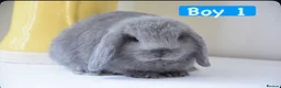 Mini Lop rabbits for sale: Beautiful pure mini lop bunnies   - Advert 4