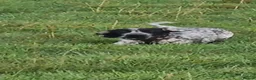 German Shorthaired Pointer dogs for stud: Murphy McDonald in Newport - Advert 2