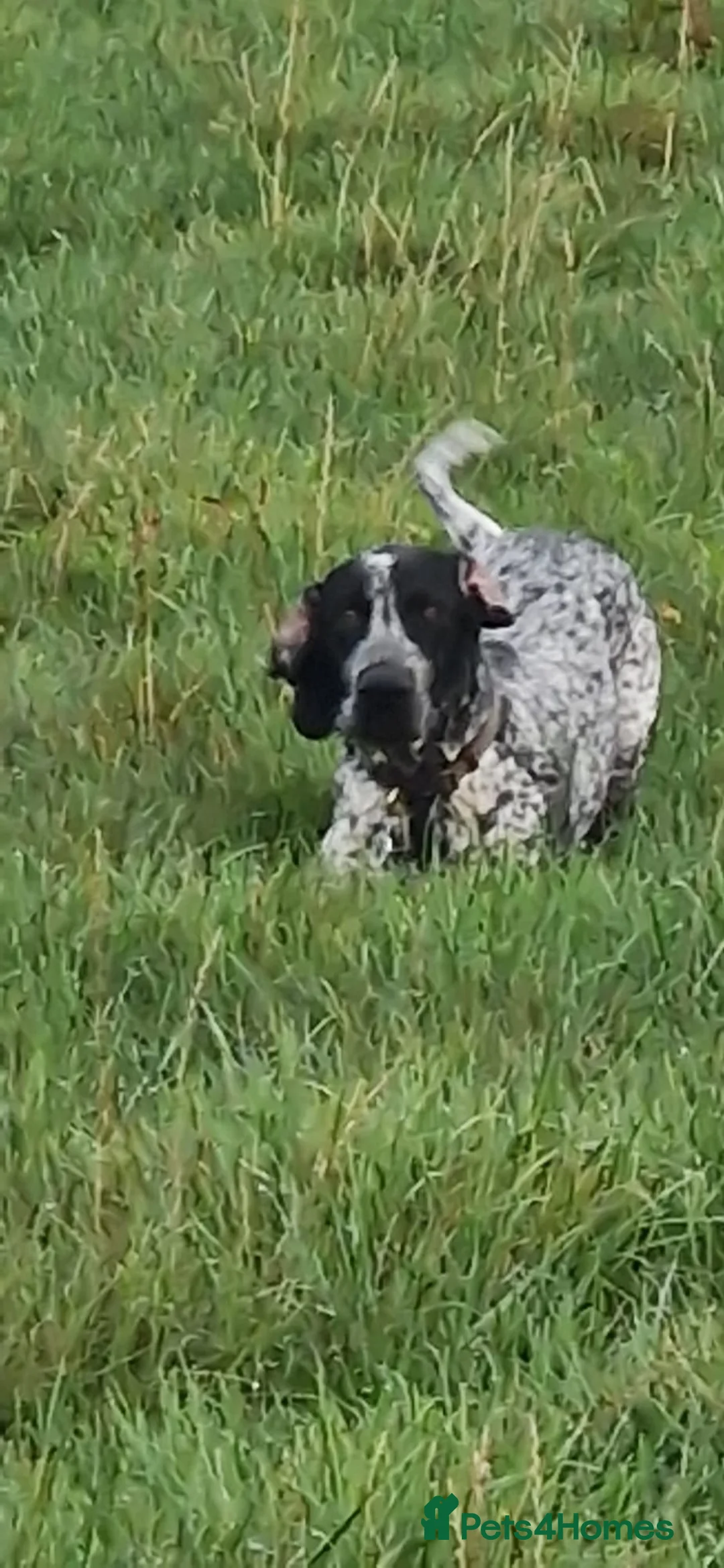German Shorthaired Pointer dogs for stud: Murphy McDonald in Newport - Advert 2