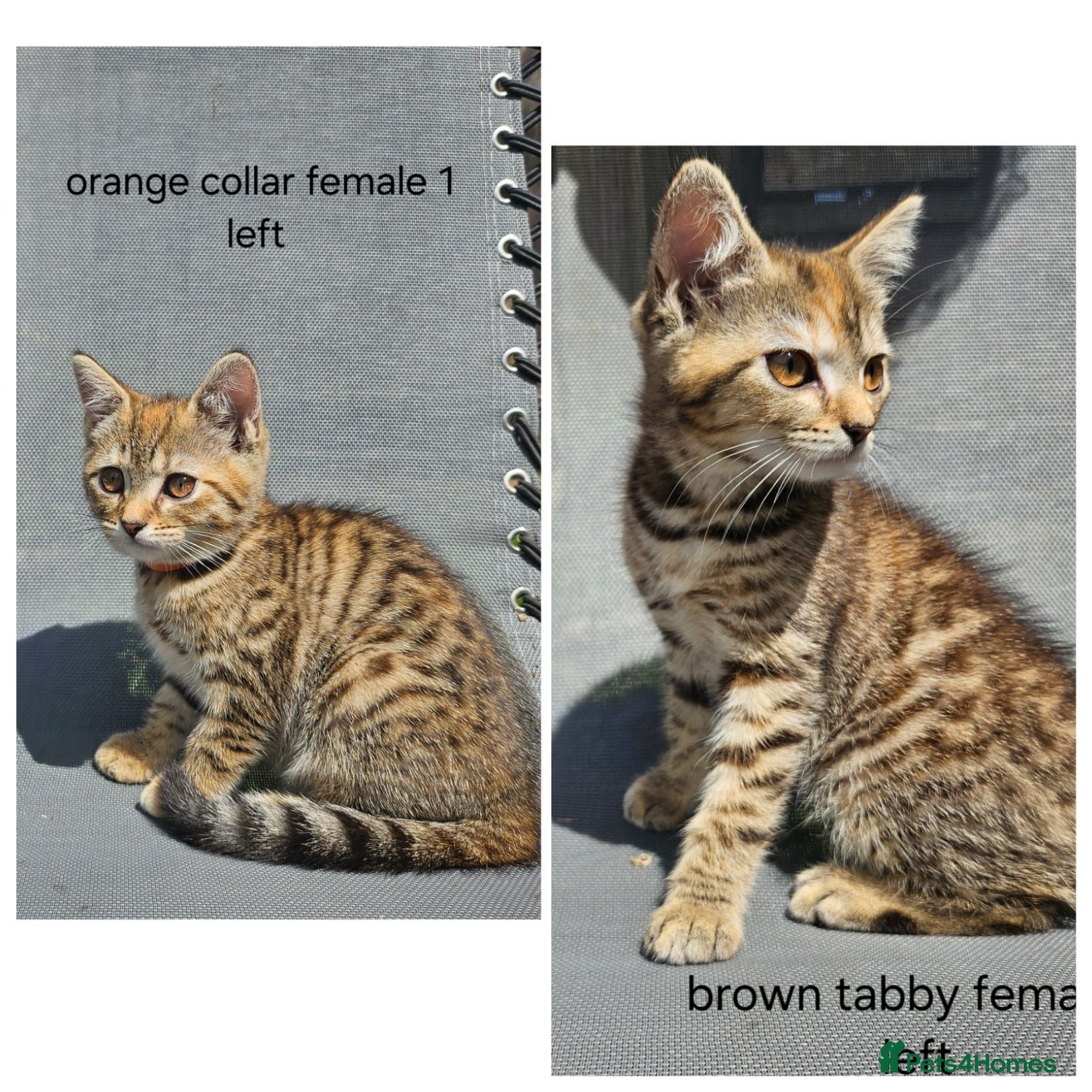 Mixed Breed cats Kittens x British blue shorthair crossed - Advert 2