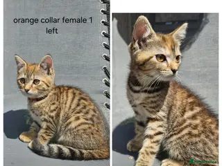 Mixed Breed cats Kittens x British blue shorthair crossed - Advert 2