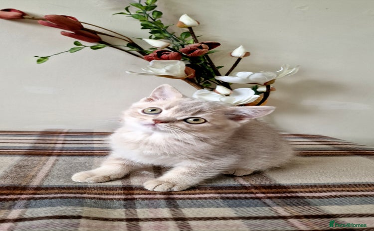 British Shorthair cats - Advert 2
