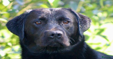 Labrador Retriever dogs - Advert 12
