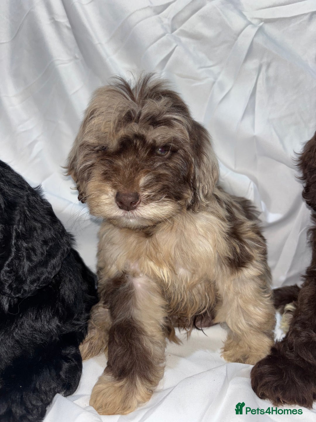 Cockapoo dogs for sale: Gorgeous Cockapoo Puppies  - Advert 34