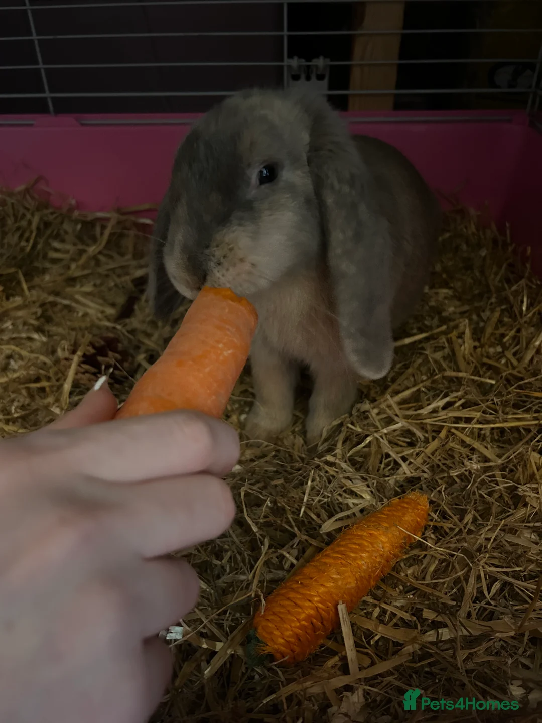 Mini Lop rabbits for sale: male bunny (grey,small) - Advert 2