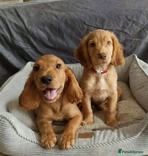 Cocker Spaniel dogs KC registered working Cocker Spaniel pups for sale - Advert 11