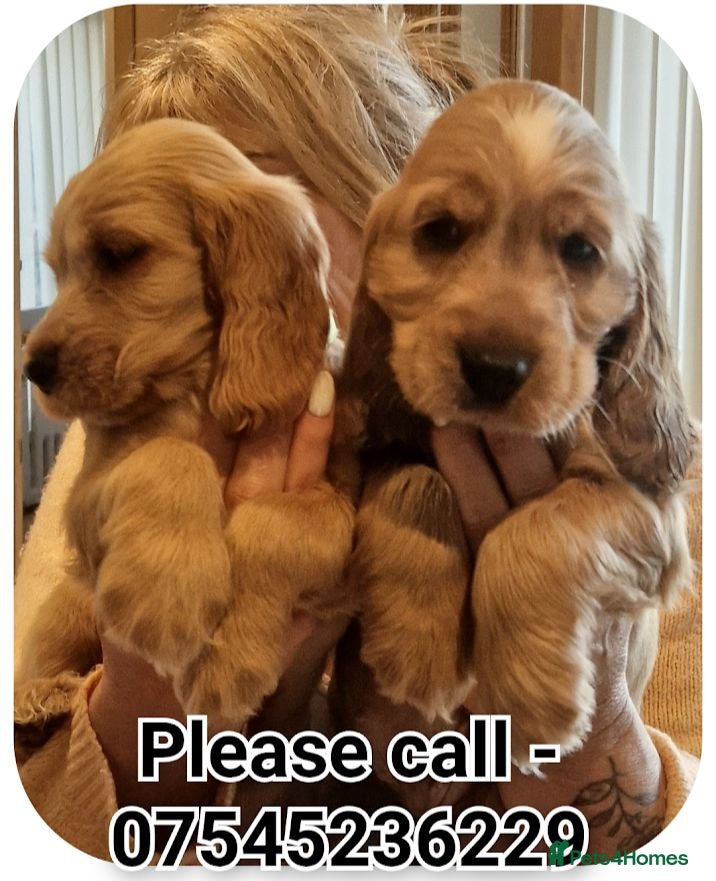Cocker Spaniel dogs 2 Golden Boys. KC registered Show Cockers Puppies - Advert 18