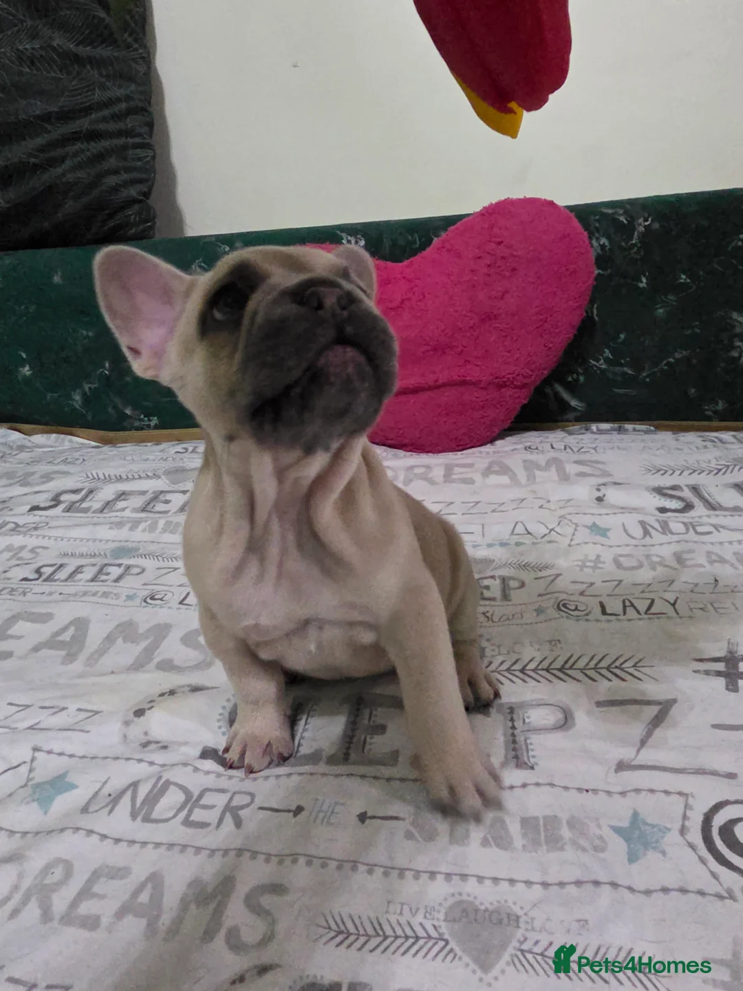 French Bulldog dogs for sale: Beautiful Blue French bulldog  - Advert 16