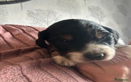 Mixed Breed dogs for sale: Border doodle - Image 23