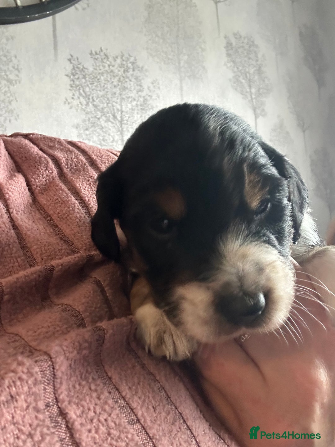 Mixed Breed dogs for sale: Border doodle - Image 23