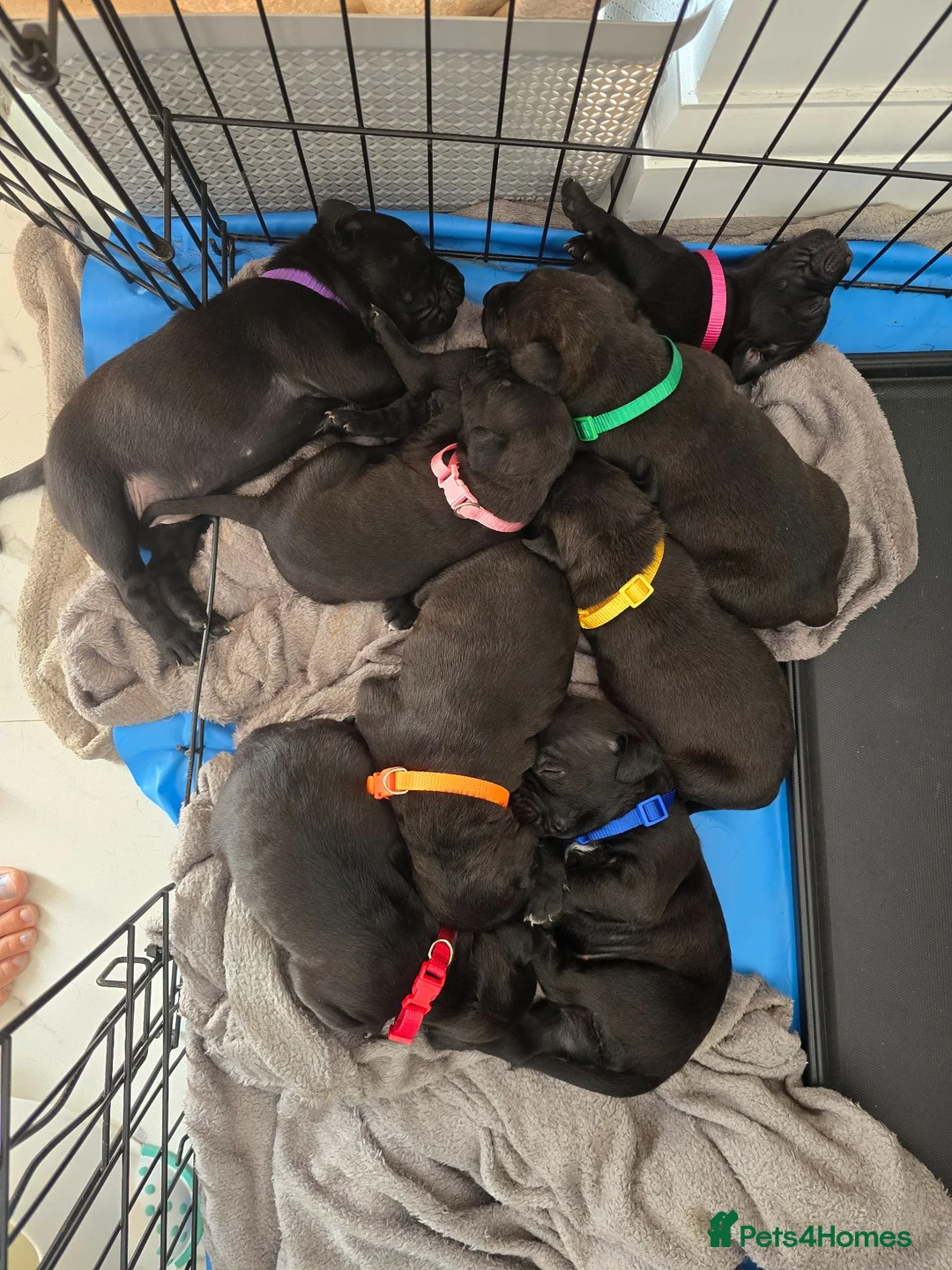 Staffordshire Bull Terrier dogs for sale: Staffordshire Bull terrier puppies 🐶  in Cheltenham - Advert 2