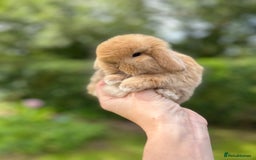 Mini Lop rabbits for sale: ⭐️ FRIENDLY PUREBRED MINI LOP BUNNIES ⭐️ - Image 5