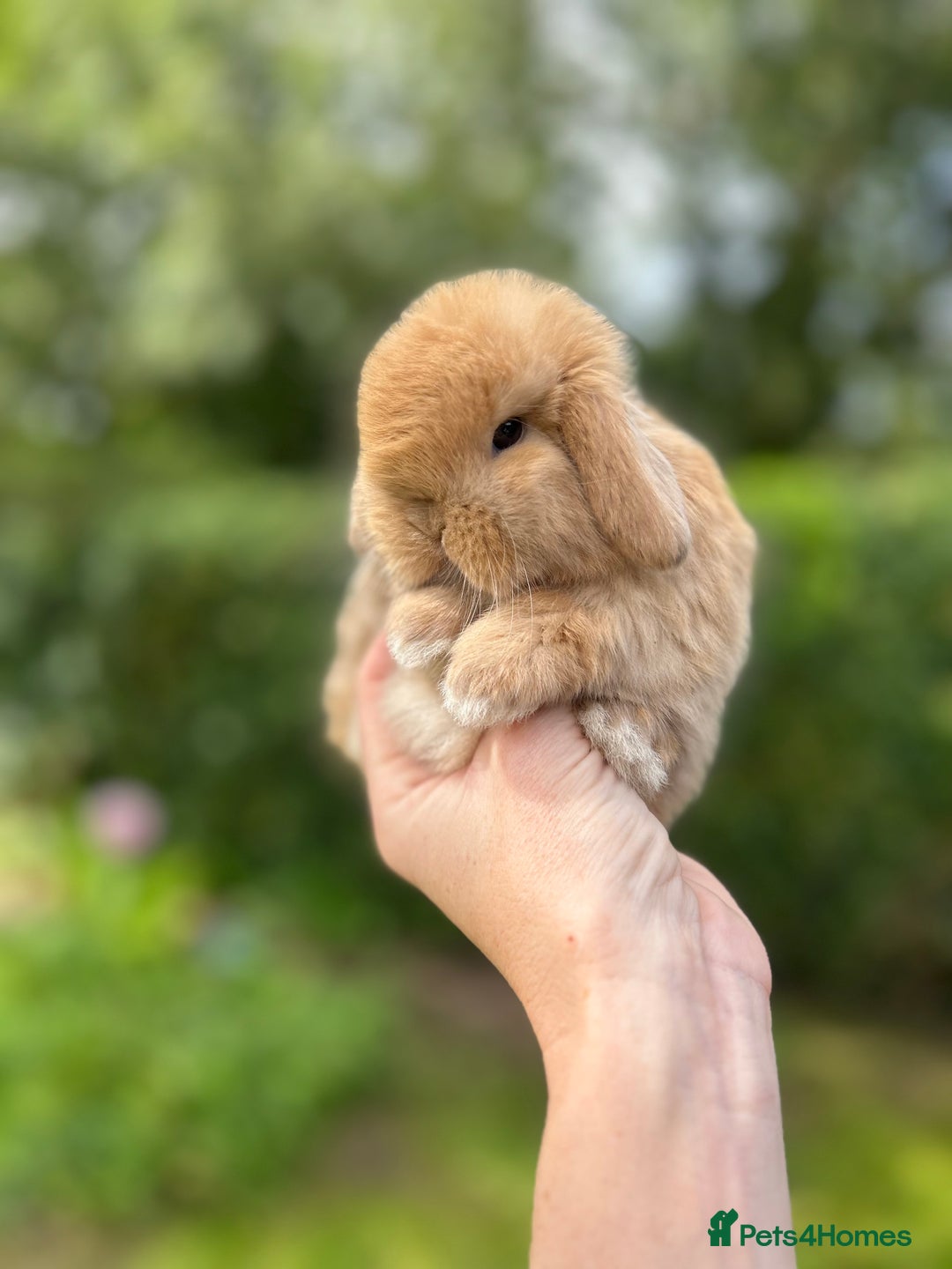 Mini Lop rabbits for sale: ⭐️ FRIENDLY PUREBRED MINI LOP BUNNIES ⭐️ - Image 5