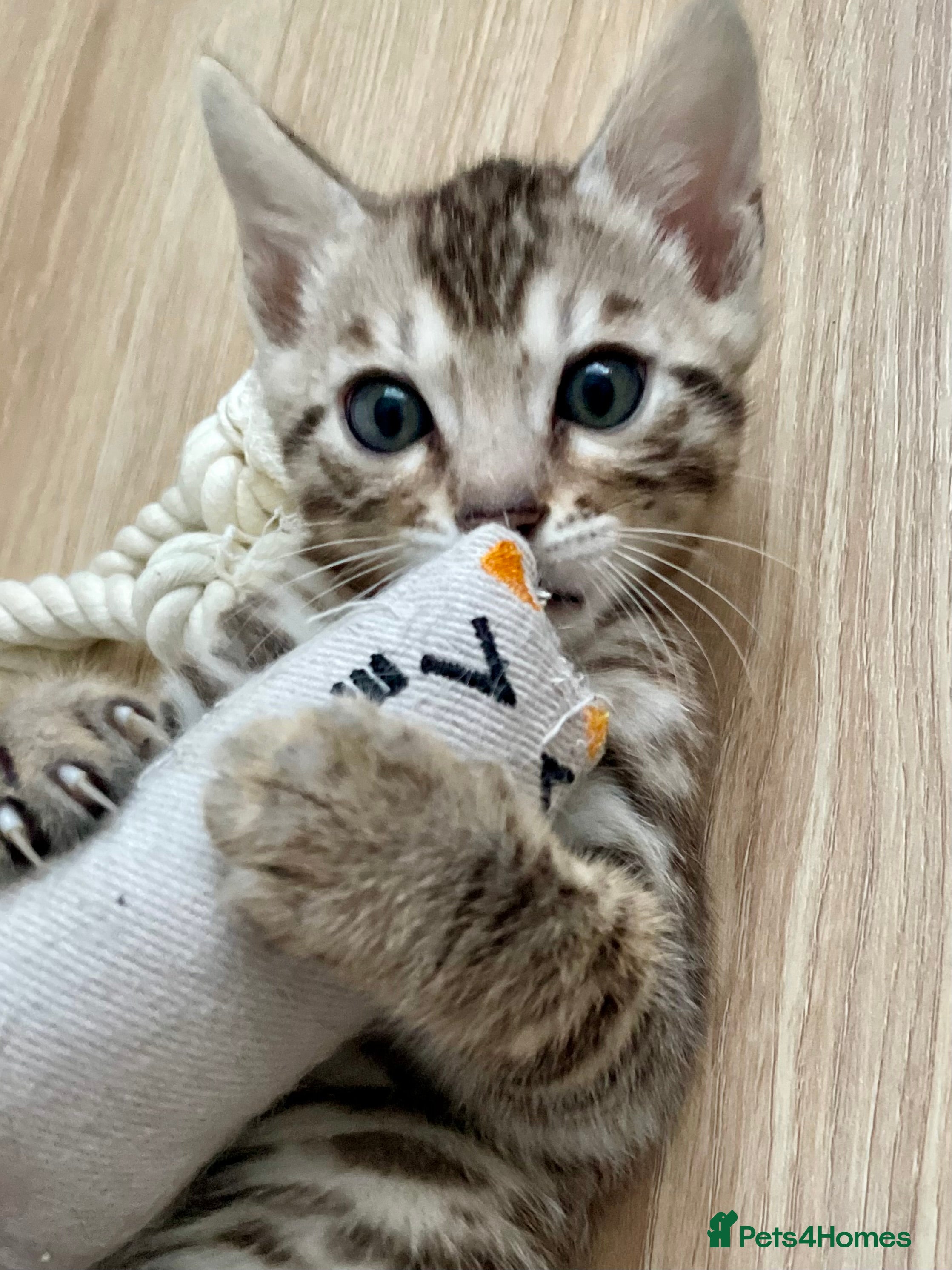 Bengal cats 🥇🏆5th Generation Pure Pedigree Tica Bengals🏆🥇 - Advert 1