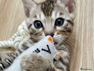 Bengal cats 🥇🏆Silver/Brown 5th Gen Pedigree Tica Bengals🏆🥇 - Advert 4