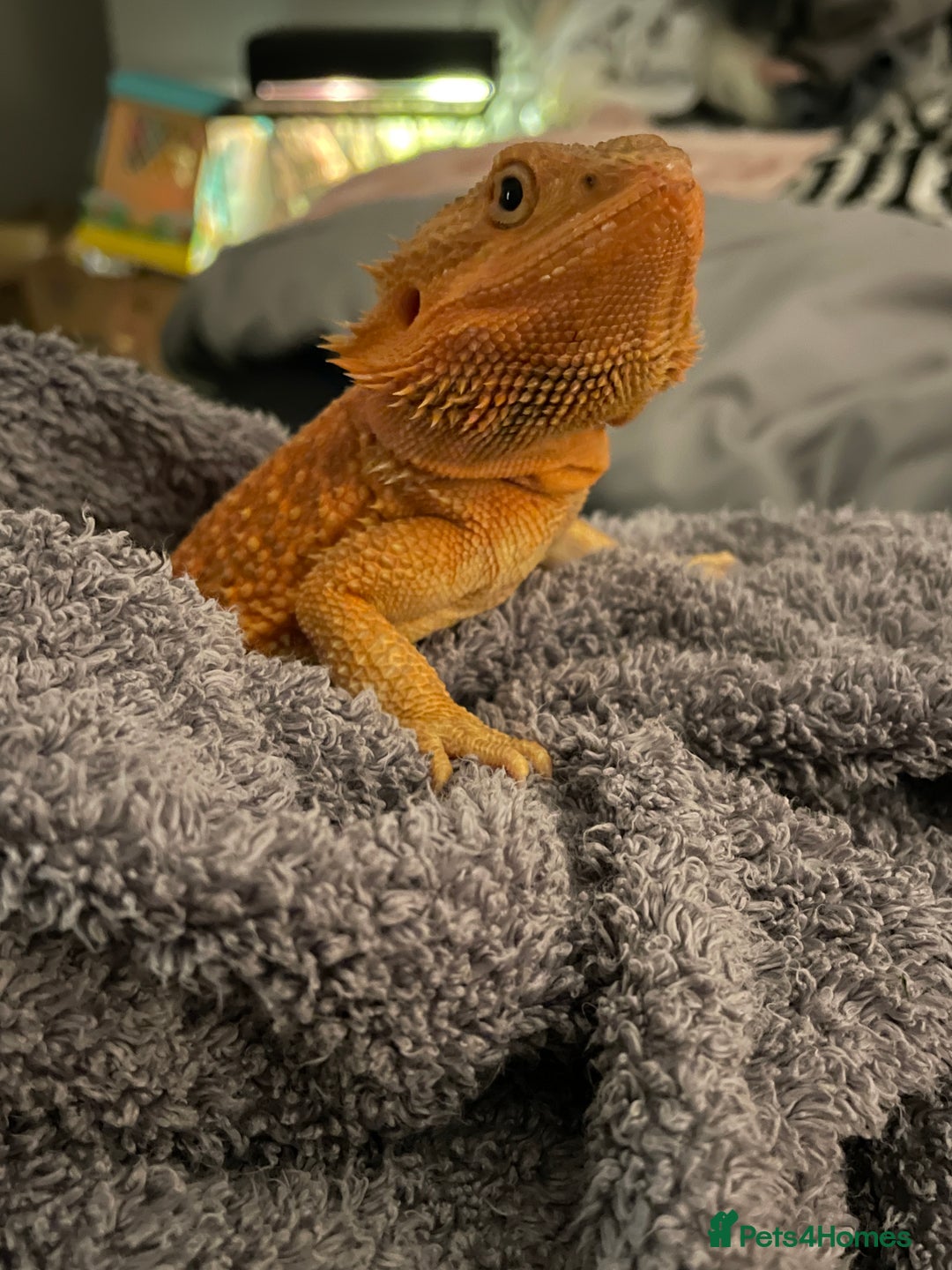 Bearded Dragon reptiles for sale: Bearded dragons for sale  - Image 9