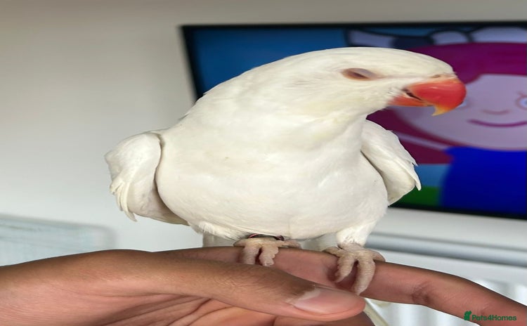 Ringnecks birds - Advert 8