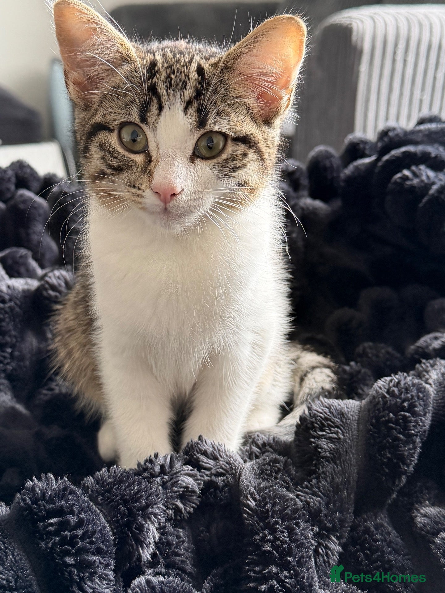 Domestic Shorthair cats Mimi  - Advert 13