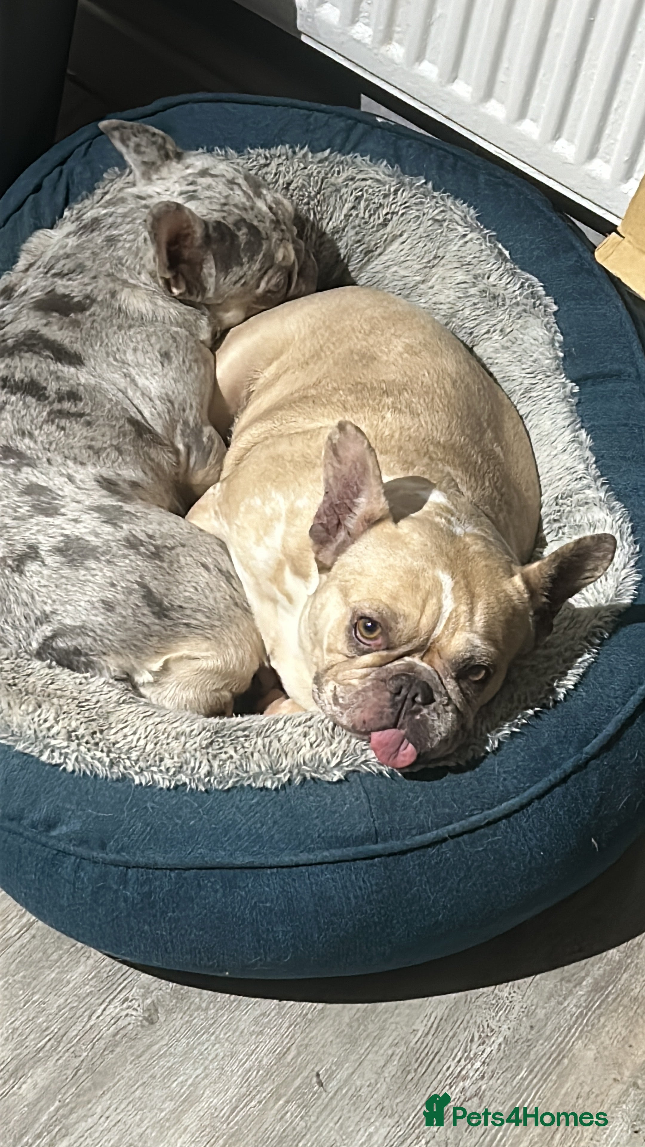 French Bulldog dogs Nala & daisy 4 1/2 & 6 1/2 yr old fem French’s  - Advert 1
