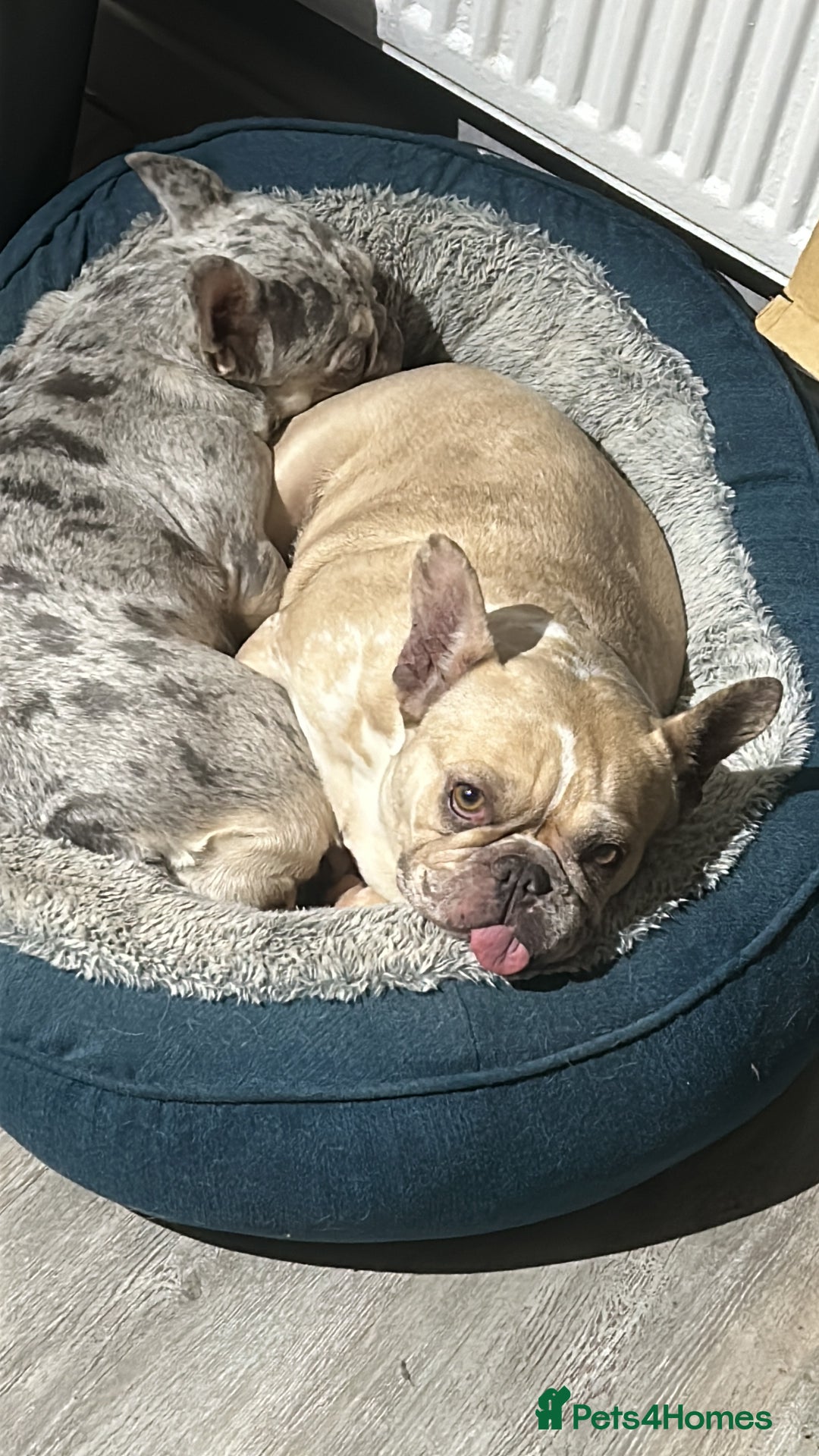 French Bulldog dogs for sale: Nala & daisy 4 1/2 & 6 1/2 yr old fem French’s  - Advert 1