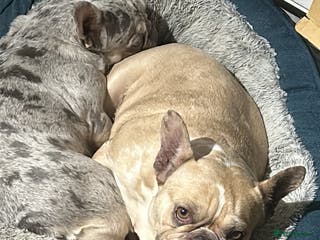 French Bulldog dogs Nala & daisy 4 1/2 & 6 1/2 yr old fem French’s - Advert 17