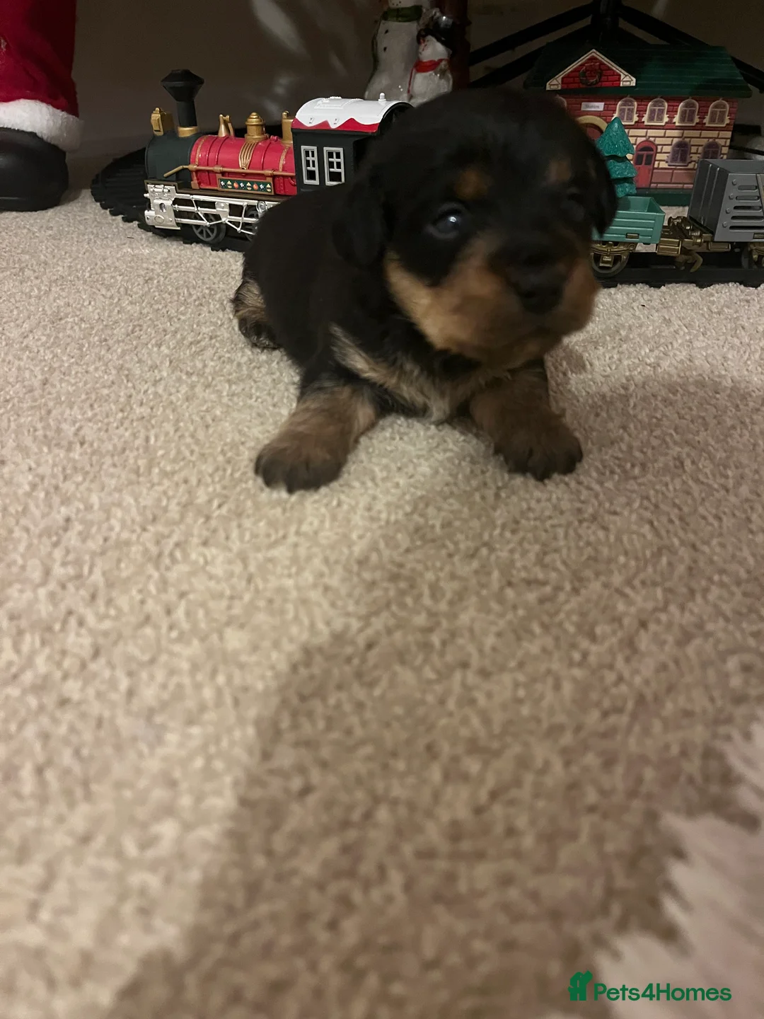 Jack Russell dogs for sale: ❌ sold ❌Jack Russel puppies - Advert 11