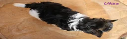 Biewer Terrier dogs for sale: ✨ Stunning Biewer & Merle Yorkies – Ready 09 Apr ✨ - Advert 11