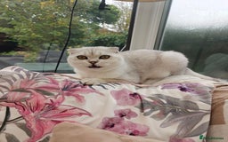 Scottish Fold cats for stud: Stunning Scottish Fold For Stud looking for Queens - Image 3