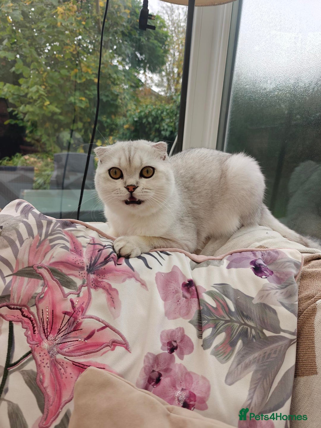 Scottish Fold cats for stud: Stunning Scottish Fold For Stud looking for Queens - Image 3