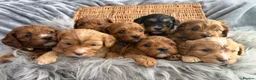 Cavapoo dogs for sale: EXTENSIVELY HEALTH TESTED F1?CAVAPOO BABIES  - Advert 1