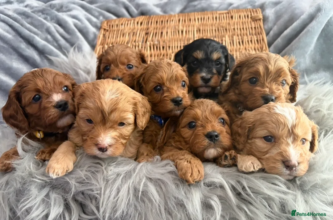 Cavapoo dogs for sale: EXTENSIVELY HEALTH TESTED F1?CAVAPOO BABIES  - Advert 1