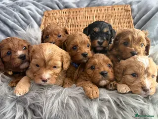 Cavapoo dogs for sale: EXTENSIVELY HEALTH TESTED F1 CAVAPOO BABIES - Advert 1