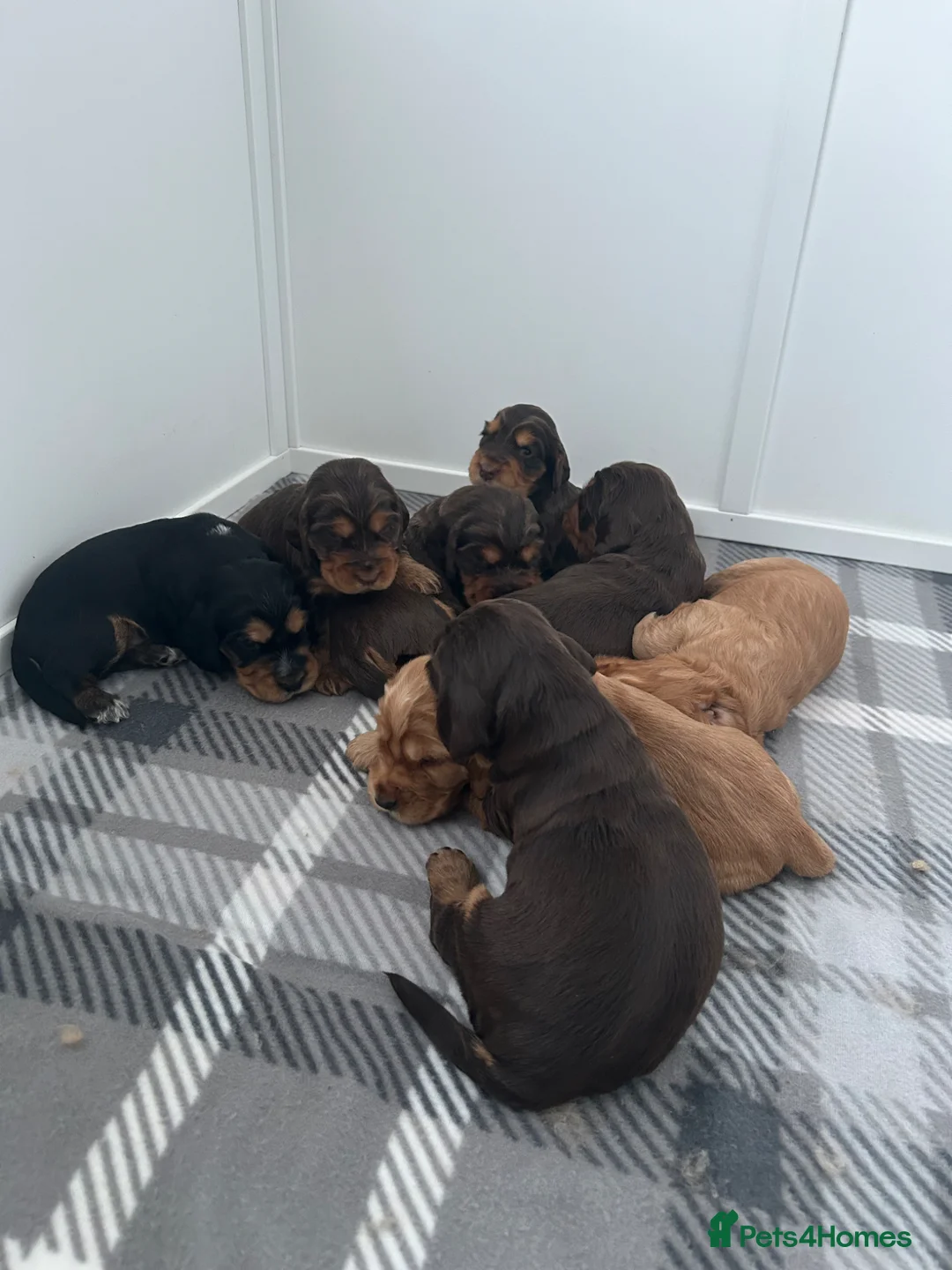 Cocker Spaniel dogs for sale: KC reg Show Cocker Spaniel Puppies in Rhyl - Advert 1