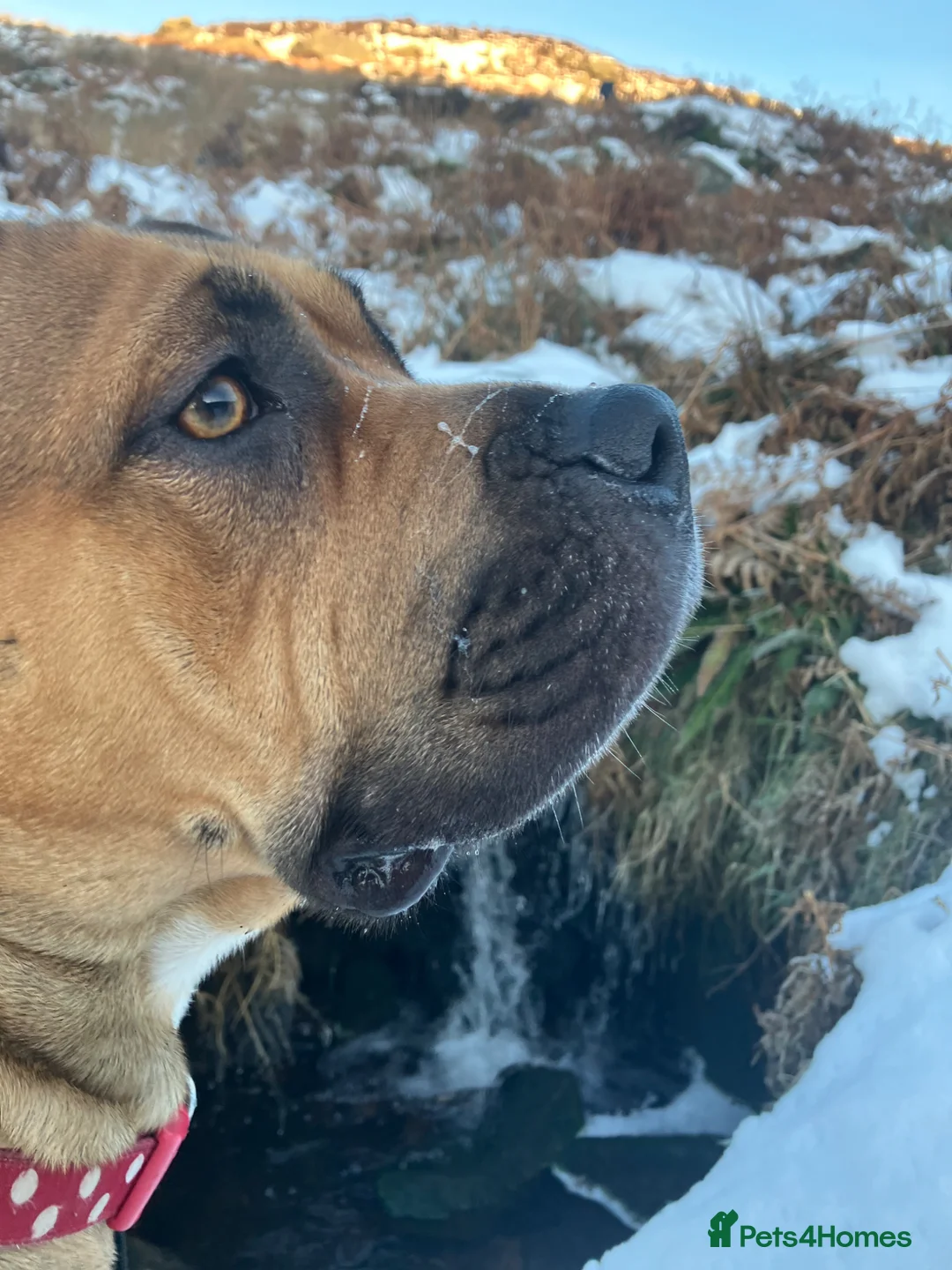 Staffordshire Bull Terrier dogs for sale: 2 year old Staffordshire Bull Terrier Cross in King's Lynn - Advert 2